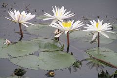 Nymphaea pubescens